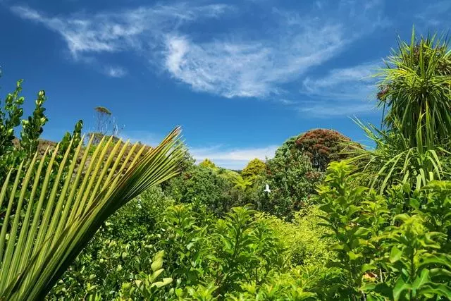 tropical vegetation